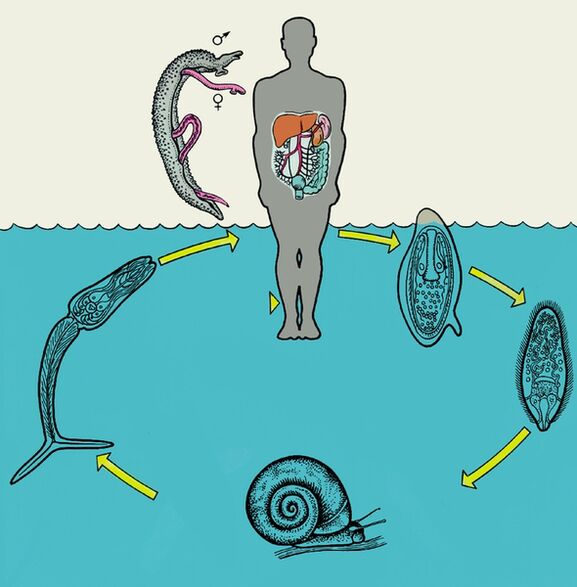 Schistosome life cycle diagram