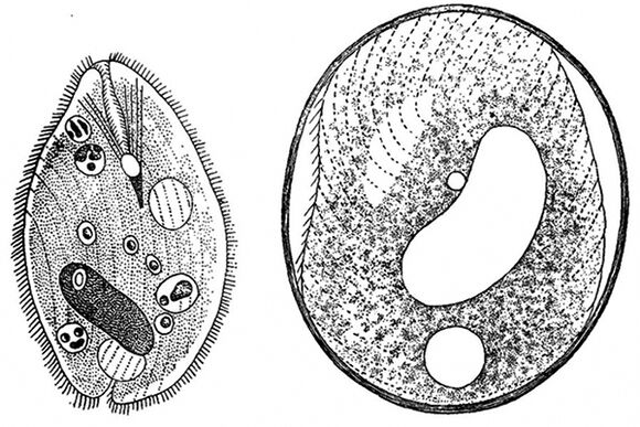 protozoan parasites balantidia