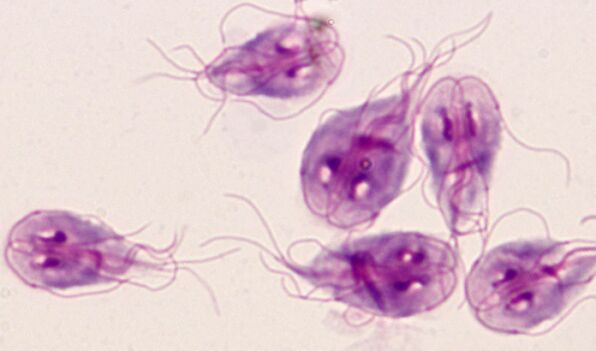 the simplest lamblia parasites in the human body