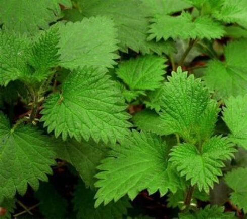 nettles from parasites in the human body