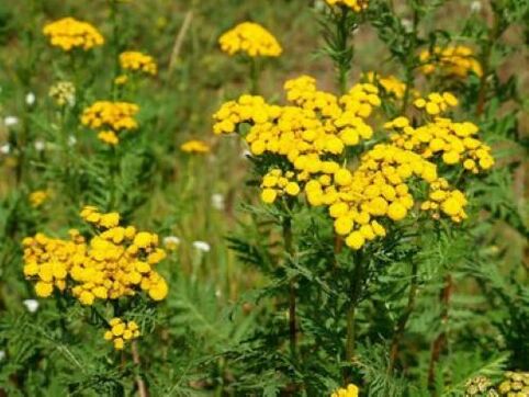 tansy of parasites in the human body